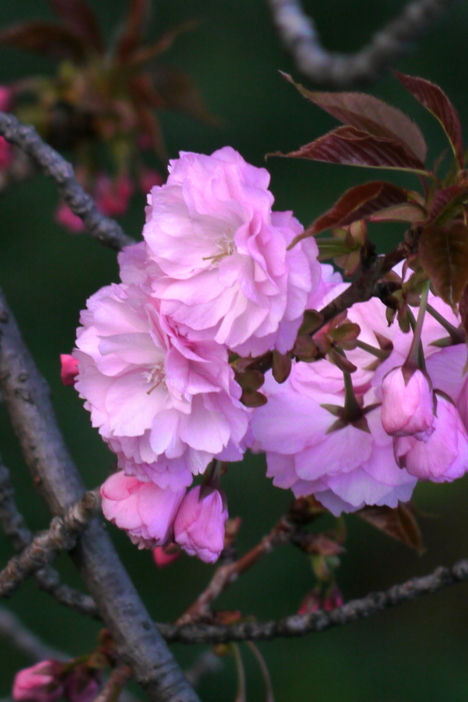 千住尾竹橋公園の夕暮れの関山桜