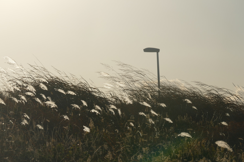 土手の木枯らし