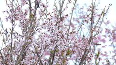 荒川堤のふじざくら