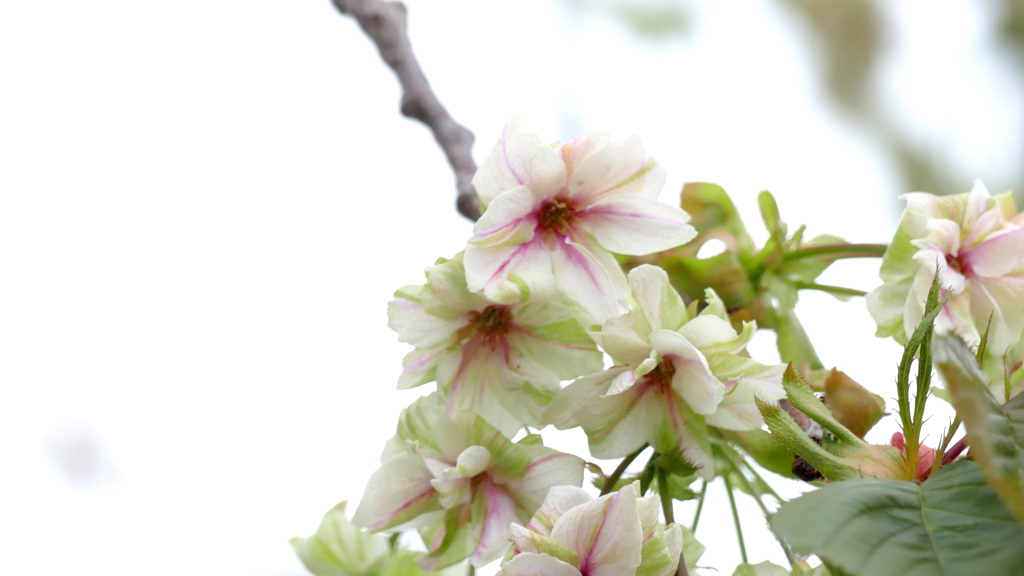 赤の混じる里ザクラの御衣黄の花弁