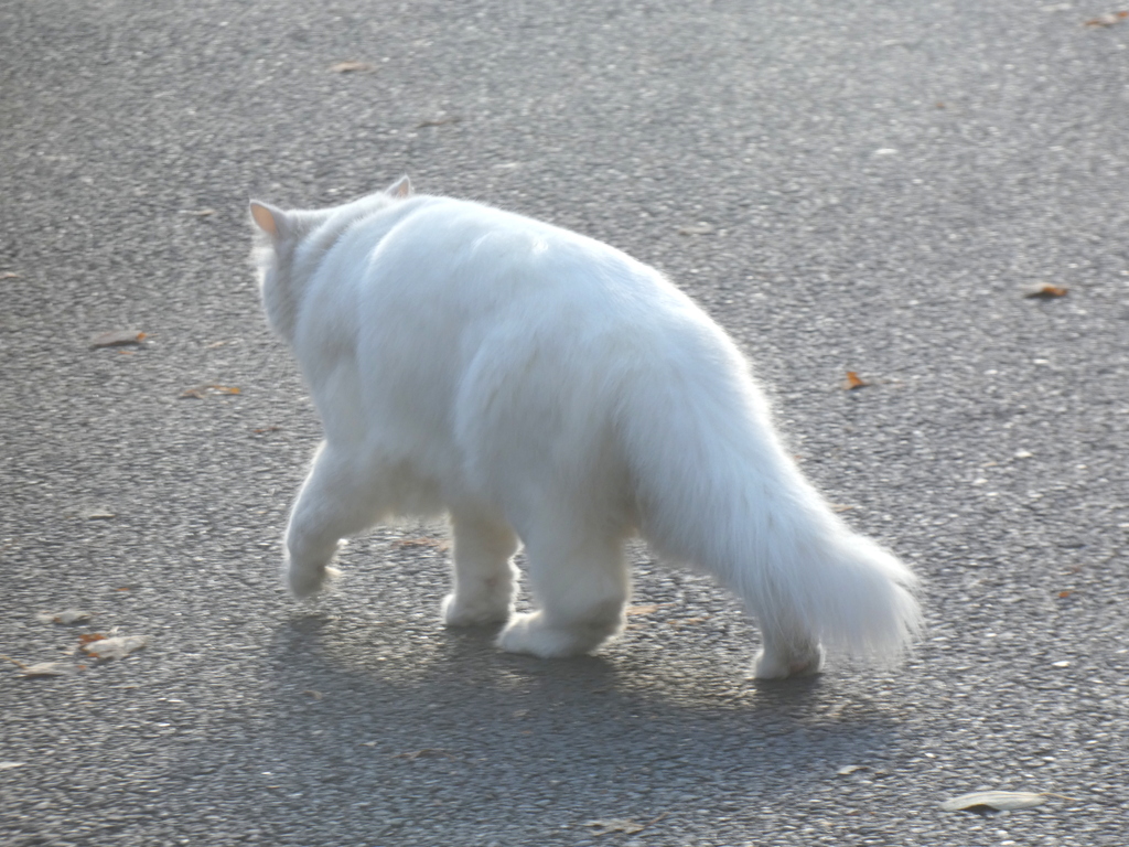 熊さん白猫