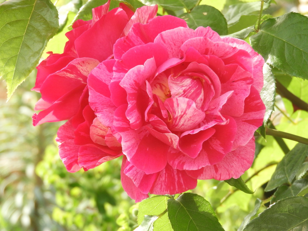 薔薇・ギーザヴォネ