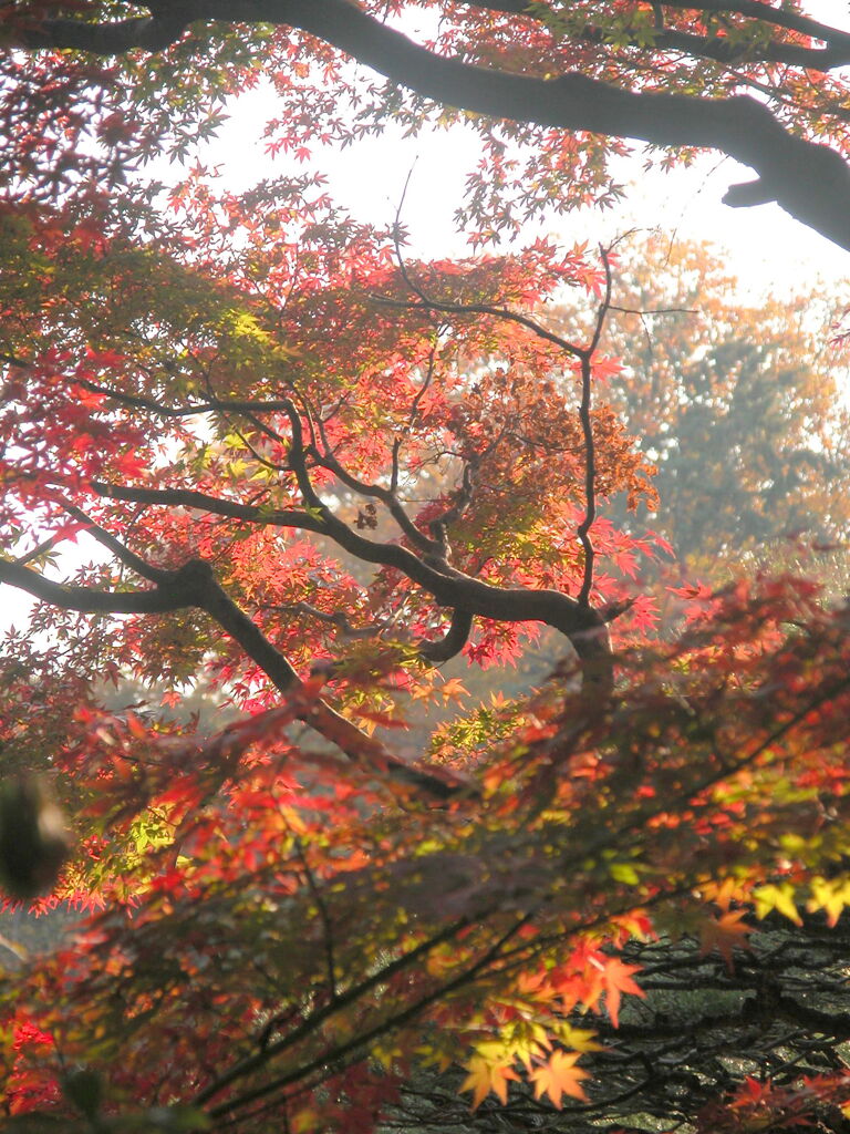 旧古河庭園の紅葉