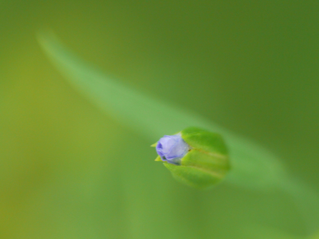 ブルーフラックスの花芽