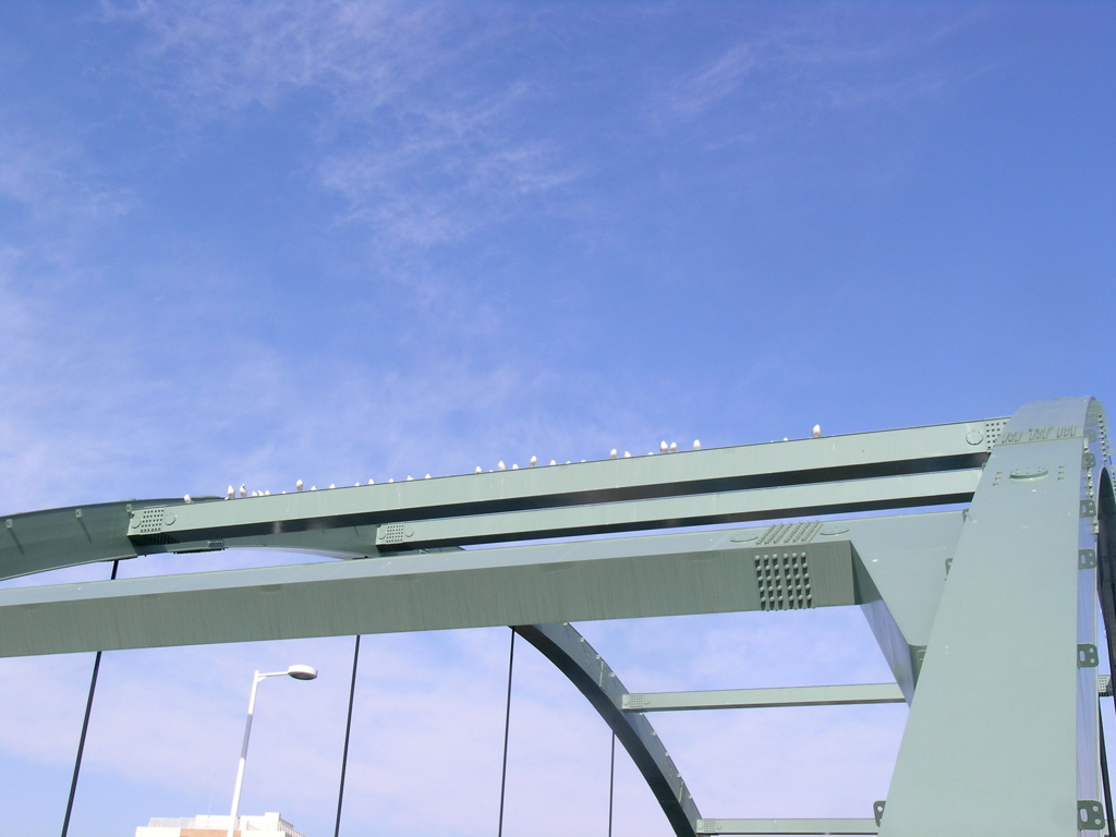 尾竹橋のユリカモメの陳列