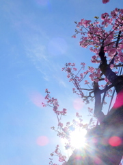 晴天逆光に紅豊桜