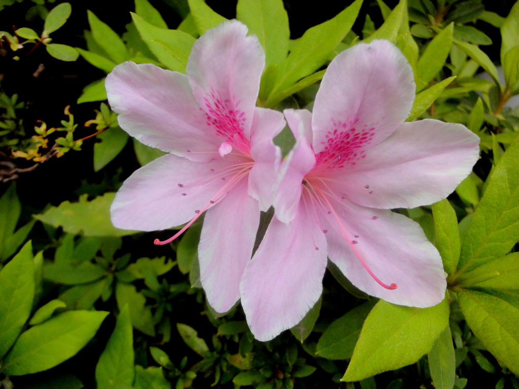 根津の平戸つつじ2輪