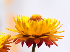 黄色いムギワラギク