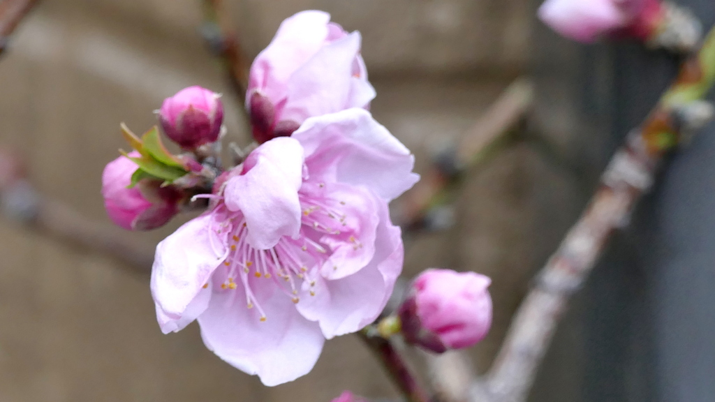 早咲き花桃