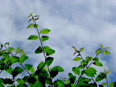 雨上がりの新緑
