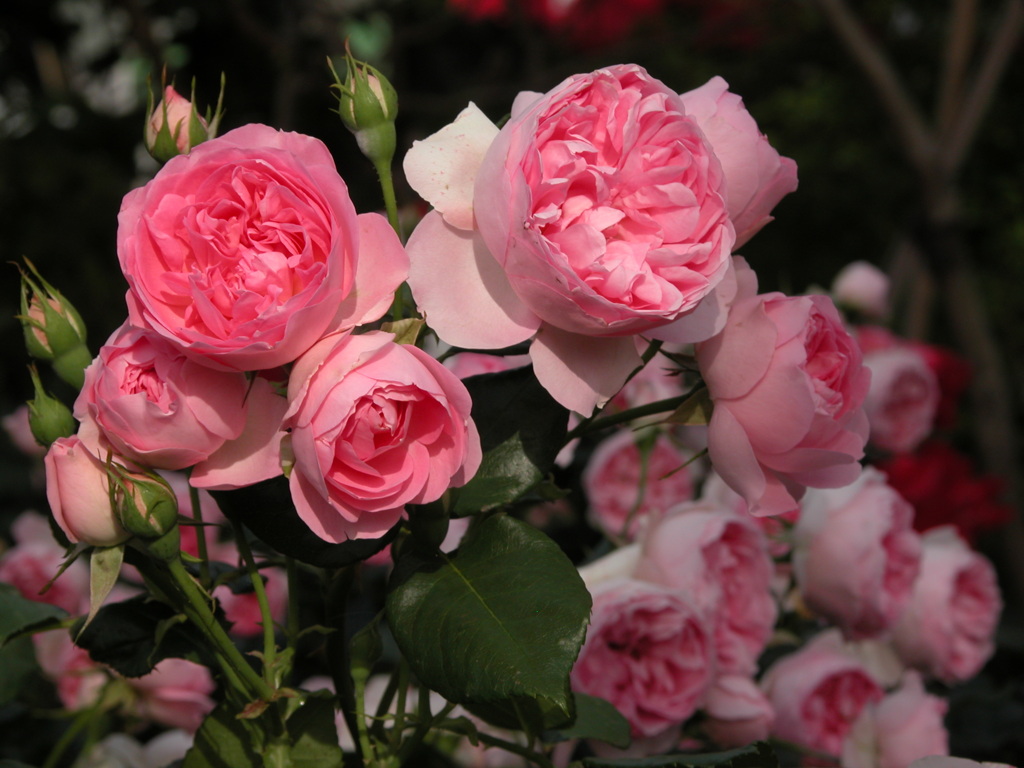 荒川遊園の薔薇３