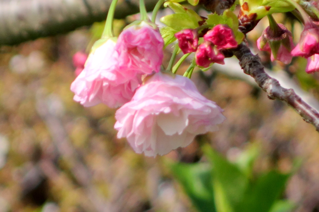 荒川堤五色桜の松月