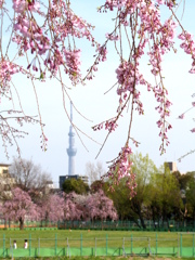 隅田川沿いの尾久の原公園の枝垂桜