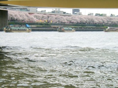 隅田川の桜橋したからの対岸の桜