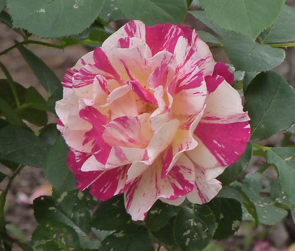 日比谷公園の薔薇・モーリスユトリロ