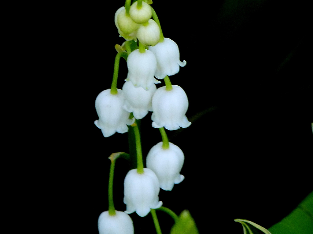 ドイツスズラン