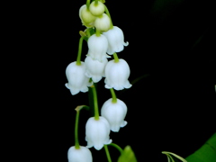 ドイツスズラン