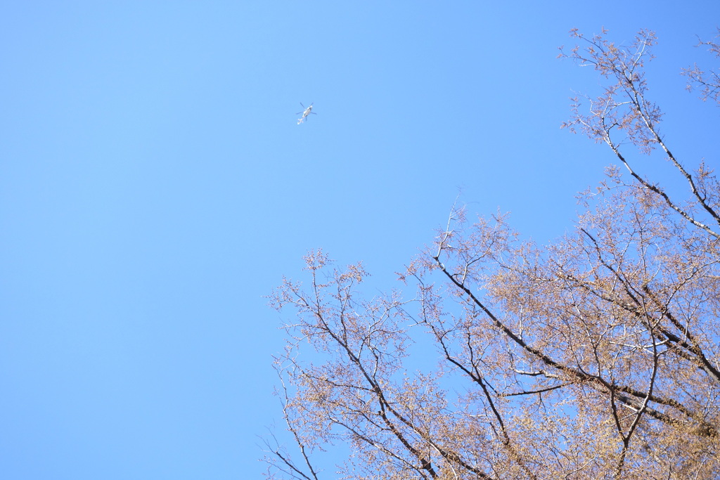 大欅の上野の上空