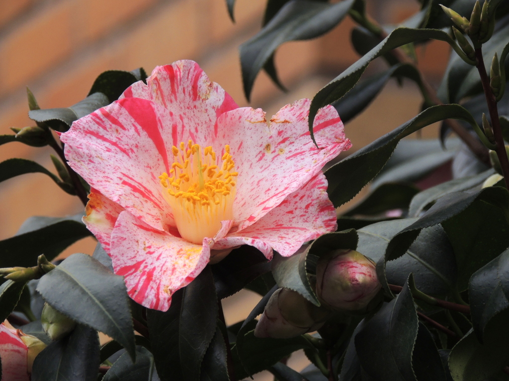 花弁が赤斑交じりの椿
