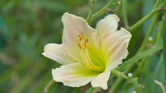 猛暑のヘメロカリス