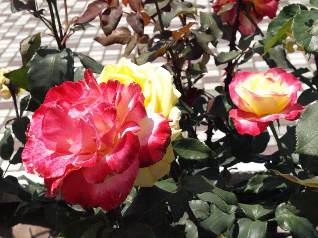薔薇・ダブル デライト