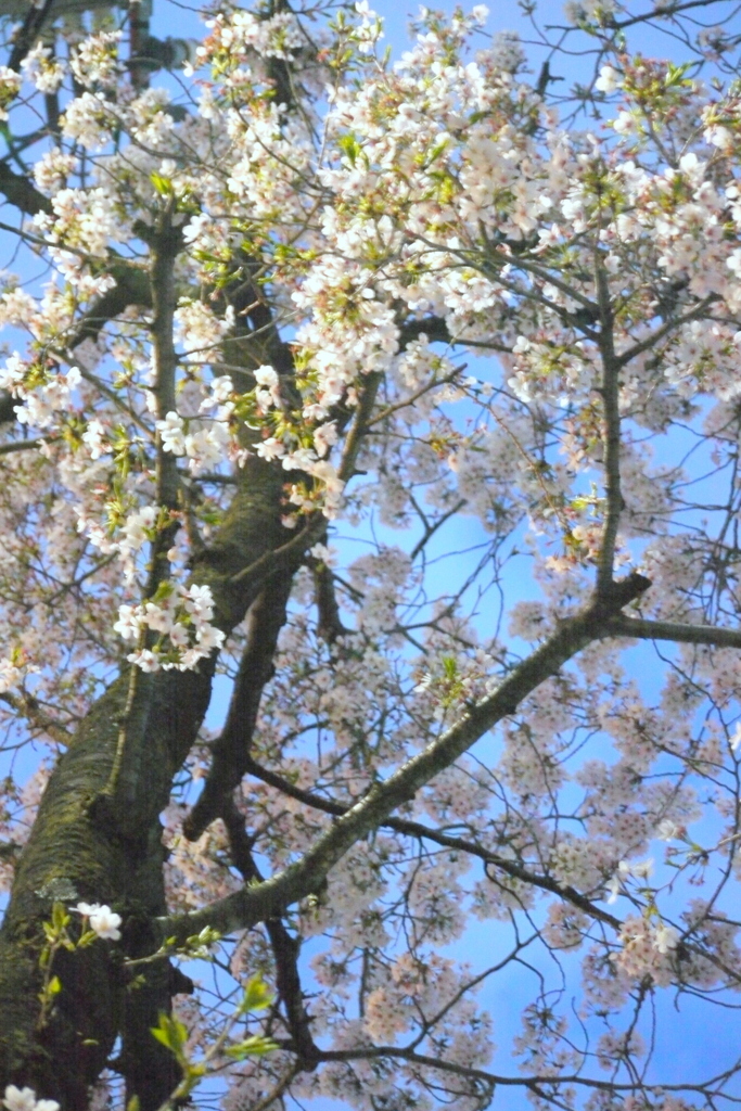 ソメイヨシノの夜桜