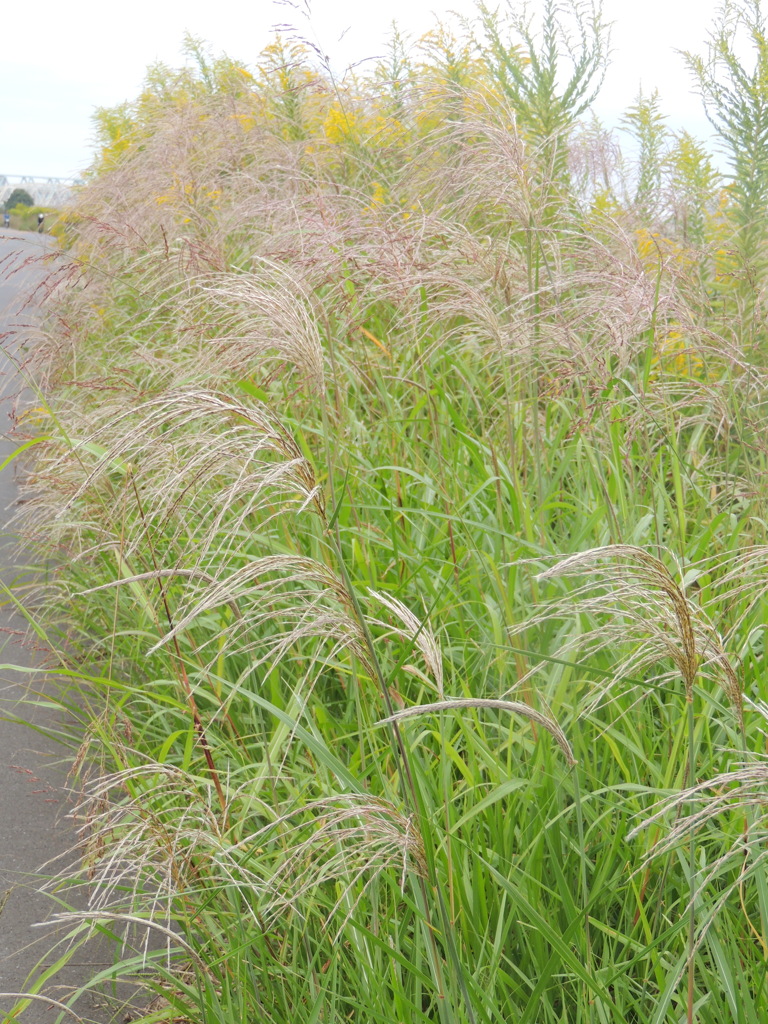 荒川河原の秋