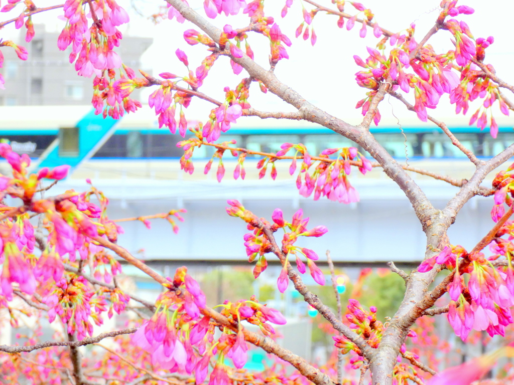 雅桜と東武リバティー
