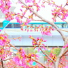 雅桜と東武リバティー