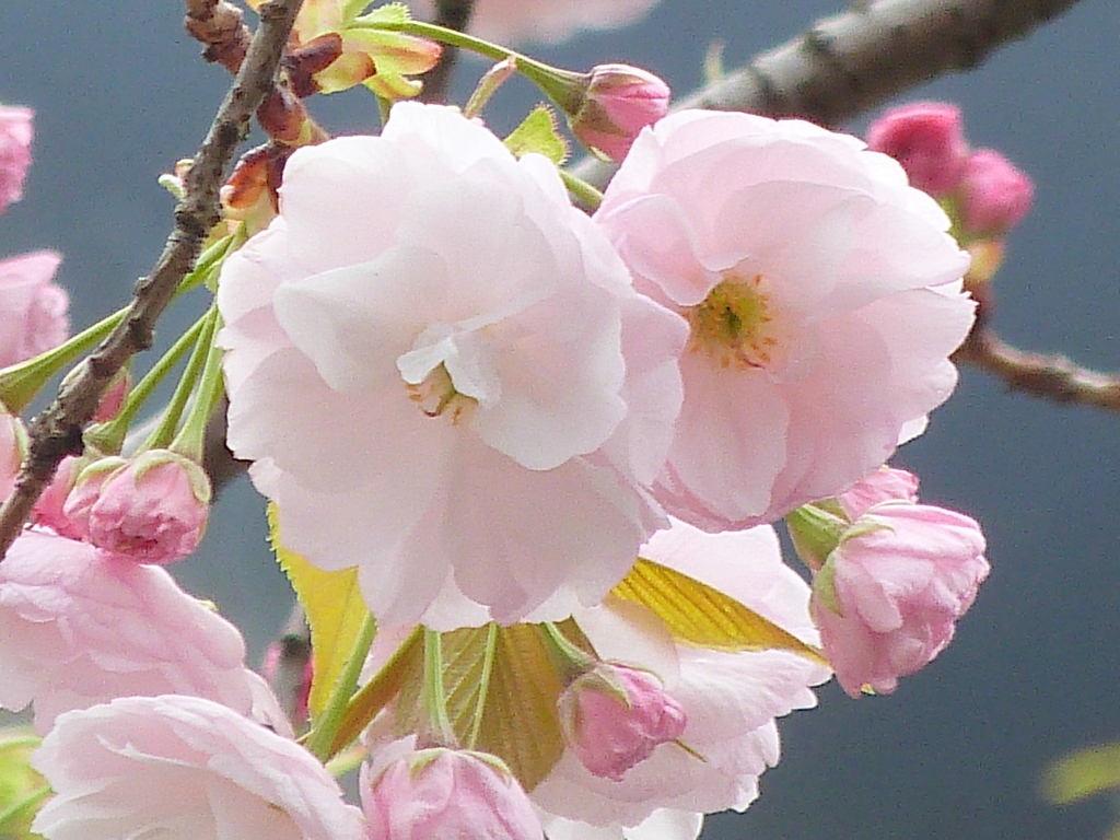上野の科博の一葉桜