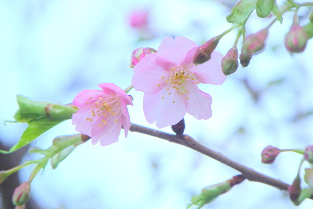 千住芸術センター沿いのと通りの街路樹の河津桜