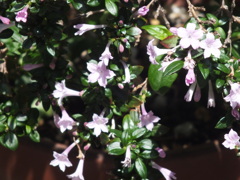 垣根のハクチョウゲ