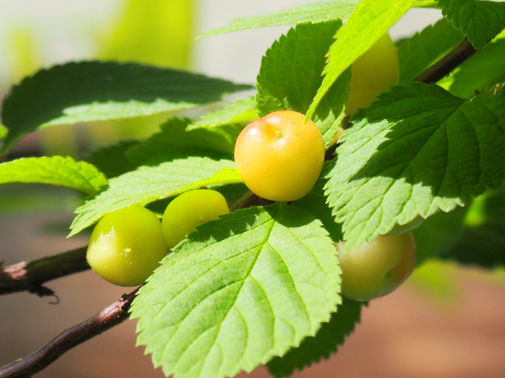 ゆすら梅の未成熟の実