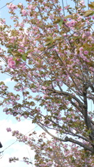 荒川堤高速下の里ザクラ関山晩期