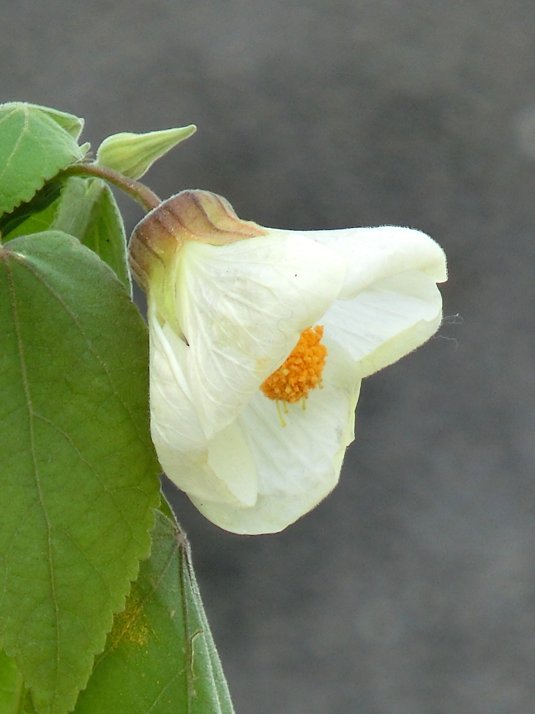 千住墨堤通の街路の白いアブチロン