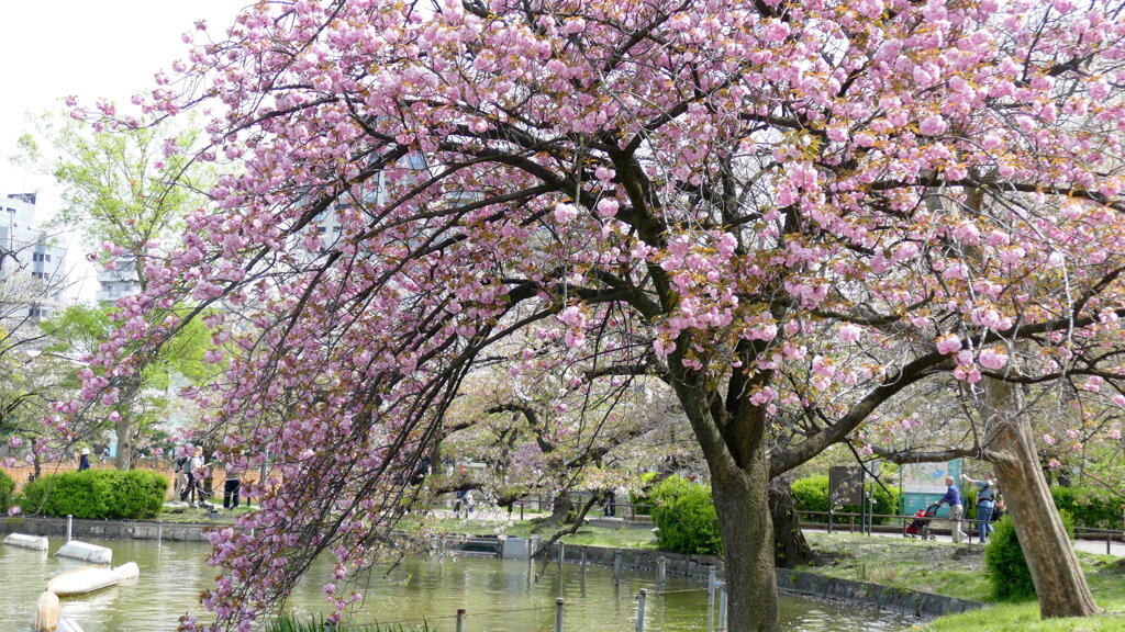 不忍池の里ザクラの関山
