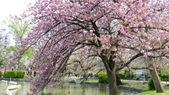不忍池の里ザクラの関山