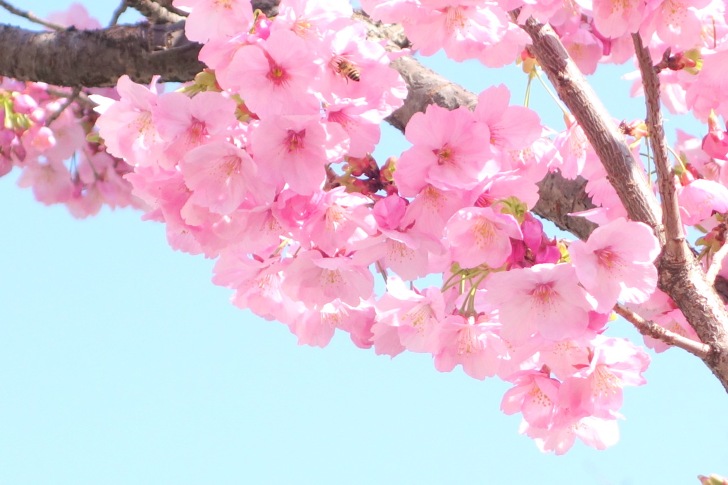 陽光桜の不揃いな花びらが特徴