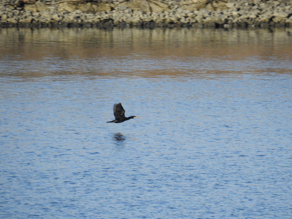 荒川の向う側の川面を下流に飛ぶカワウ