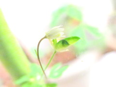 ひめうずのはなとたね