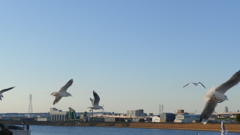 隅田川尾竹橋のユリカモメ