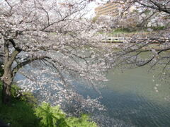 中央線と染井吉野