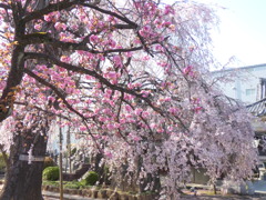 荒川堤の恵明寺の関山と紅枝垂桜