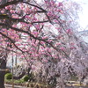 荒川堤の恵明寺の関山と紅枝垂桜