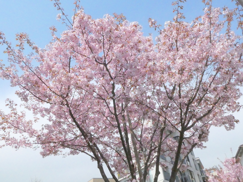 田端の街路樹の仙台屋桜