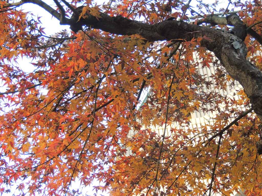 千住の日陰のイロハ紅葉