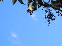 ネズミもちと小積雲