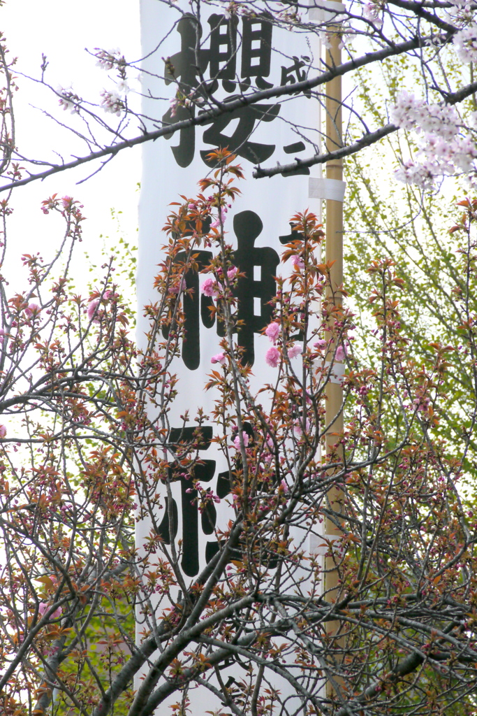 千住大橋桜神社の関山桜