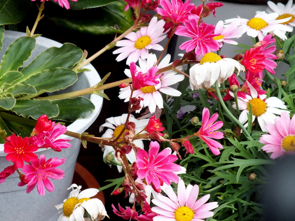 民家の前の赤いレウィシアとマーガレット