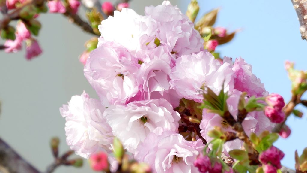 荒川堤の里ザクラの糸括が咲き始め